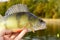 European perch close-up on a background of forest and sea, lake, river. Perca fluviatilis