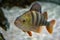 European perch - Perca fluviatilis. Underwater shot of mature perch fish resting on river floor. Fresh water predator fish hunting