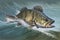 European perch perca on white background, animals, marine life