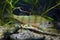 European perch swims in dense vegetation of potamogeton water plants, nature coldwater river biotope aqua