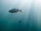 European perch underwater with backlight and sunrays