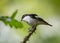 European pied flycatcher bird