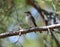 European pied flycatcher, female