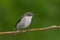 European pied flycatcher (Ficedula hypoleuca) female sitting on a branch