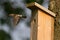 European pied flycatcher flying