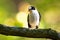 European pied flycatcher sitting on the branch with caterpillar in the beak