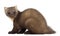 European Pine Marten or pine marten