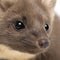 European Pine Marten or pine marten