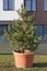 European pine seedling planted in a large plastic pot  and mounted on a lawn near the house