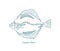 The European plaice fish. Pleuronectes platessa. Flatfish. Open paths. Editable stroke. Custom line thickness.
