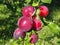 European plum Comet, Prunus Domestica