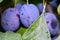 European plum with violet fruits