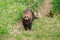 An European polecat emerges from its hole