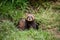 An European polecat emerges from its hole