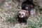 European Polecat (mustela putorius)