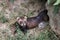 European Polecat (mustela putorius)