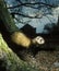 European Polecat, mustela putorius, Adult standing near House at Night