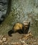 European Polecat, mustela putorius, Adult standing near Tree