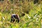 European polecat / Mustela putorius hidden in high