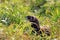 European polecat / Mustela putorius hidden in high