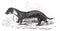 The European polecat or Mustela putorius, vintage engraving