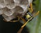 European Polistes galicus wasp hornet taking care of his nest