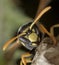 European Polistes galicus wasp hornet taking care of his nest