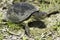 European pond terrapin / Emys orbicularis