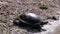 European Pond Turtle Crawling by Wet, Dirty Sand, Diving Underwater in River