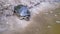 European Pond Turtle Crawling by Wet, Dirty Sand, Diving Underwater in River