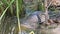 European Pond Turtle Crawls Along the Sand Toward River Close-Up, Slow Motion