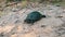 European Pond Turtle Crawls Along the Sand Toward River Close-Up, Slow Motion