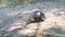 European Pond Turtle Crawls Along the Sand Toward River Close-Up, Slow Motion