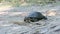 European Pond Turtle Crawls Along the Sand Toward River Close-Up, Slow Motion