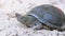 European Pond Turtle Crawls along Sandy Bank of River. Slow motion
