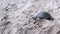 European Pond Turtle Crawls by Wet, Dirty Sand on Beach. 4K