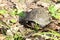 The European pond turtle, or Emys orbicularis