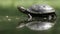 European pond turtle, Emys orbicularis,