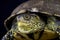 European pond turtle (Emys orbicularis)