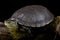 European pond turtle (Emys orbicularis)