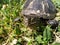 The European pond turtle (Emys Orbicularis). Close up of head, eye and mouth.