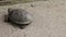 The European pond turtle Emys orbicularis crawls on a concrete surface and grass.