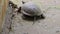 The European pond turtle Emys orbicularis crawls on a concrete surface and grass