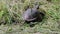 The European pond turtle Emys orbicularis crawls on a concrete surface and grass