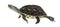 European pond turtle, Emys orbicularis, swimming