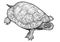 European pond turtle illustration, drawing, engraving, ink, line art, vector