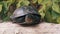 European Pond Turtle Sits on Dry Log in Deciduous Forest. 4K. Close up