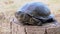 European Pond Turtle Sits on a Tree Stump in Forest. 4K. Close up