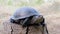 European Pond Turtle Sits on a Tree Stump in Forest. 4K. Close up