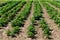 European Potatoes field